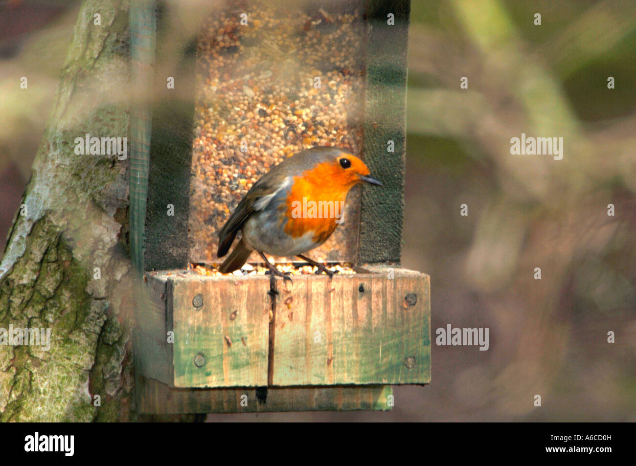 Robin Perced sur le bord d'une graine d'alimentation.(Erithacus rubecula aux abords). Banque D'Images