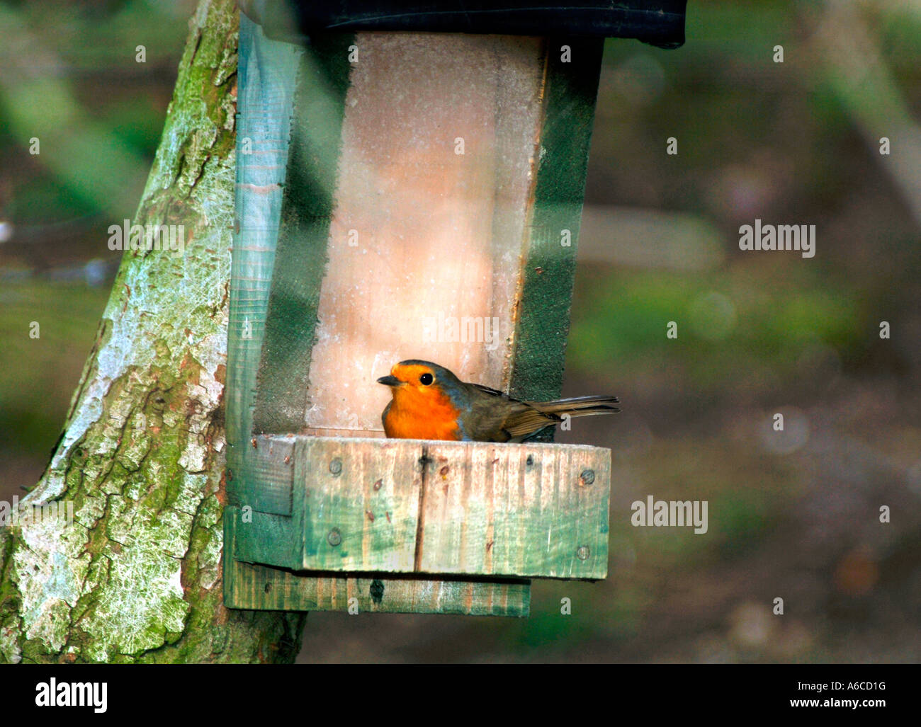 Robin assis dans une graine d'alimentation.(Erithacus rubecula aux abords). Banque D'Images