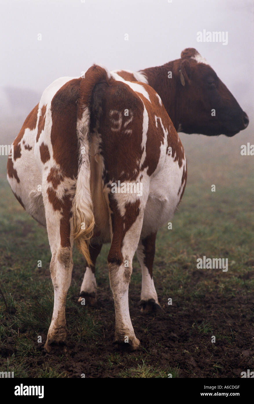 Vache brun et blanc avec quatre-vingt-douze 92 marqué sur l'arrière dans une ferme de Sheen le Derbyshire Peak District Banque D'Images