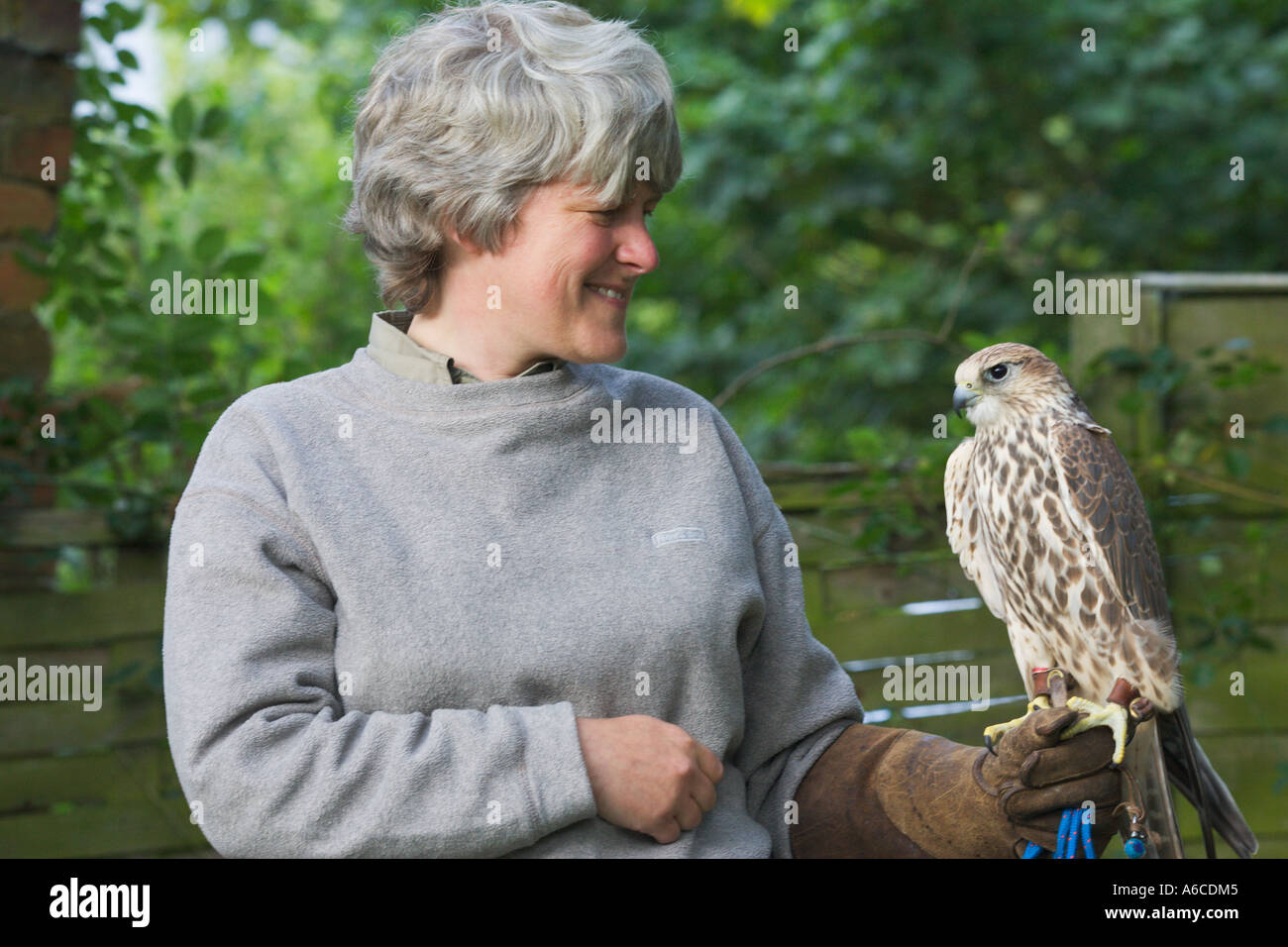 Faucon sacre Falco cherrug avec femme handler Banque D'Images