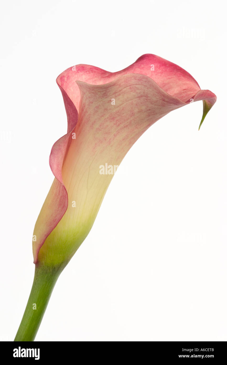 Close up de zantedeschia rose sur fond blanc Banque D'Images