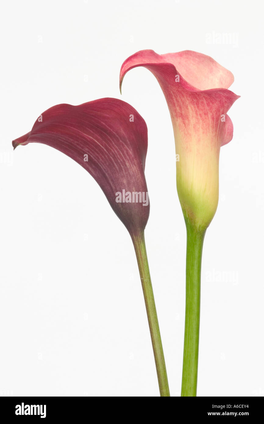 Rose et rouge d'arum ou Calla Photo Stock - Alamy