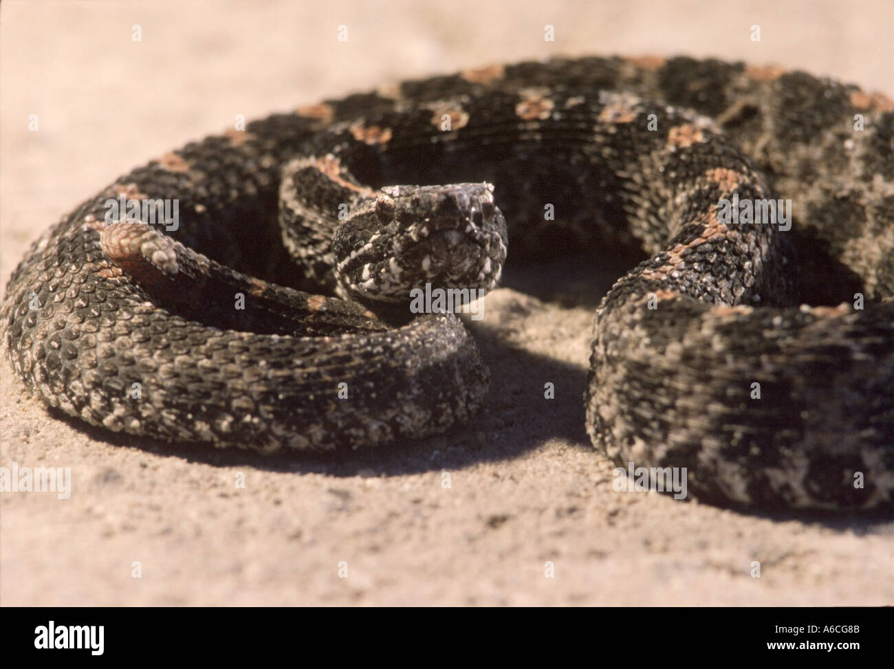 Crotale pygmée Sistrurus miliarius Comté de Palm Beach FL Banque D'Images