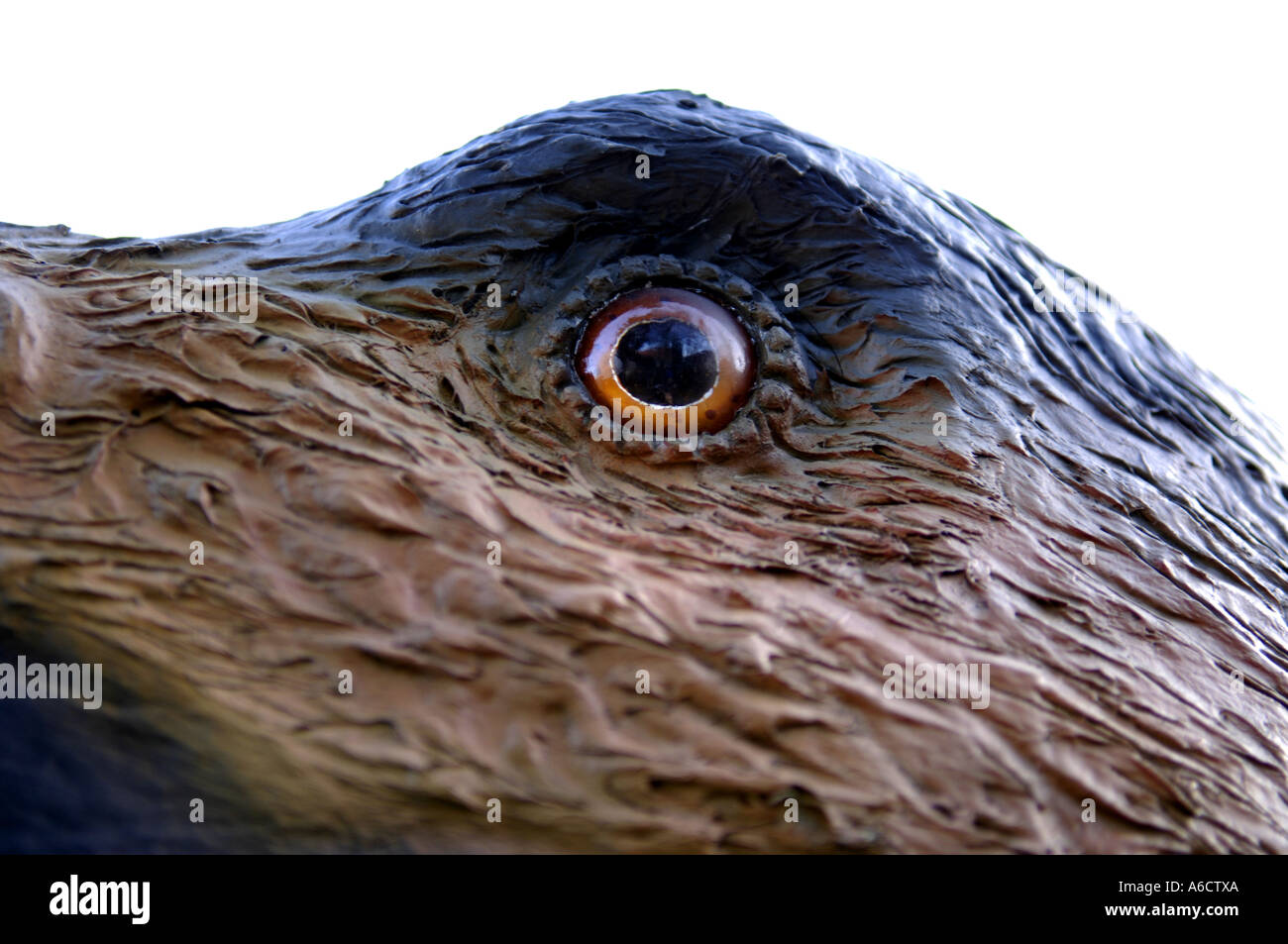 Animal préhistorique gros gros gros détail sauvage massif naturel nature oiseaux oiseau oeil diatryma géant disparu eo paleocne Banque D'Images