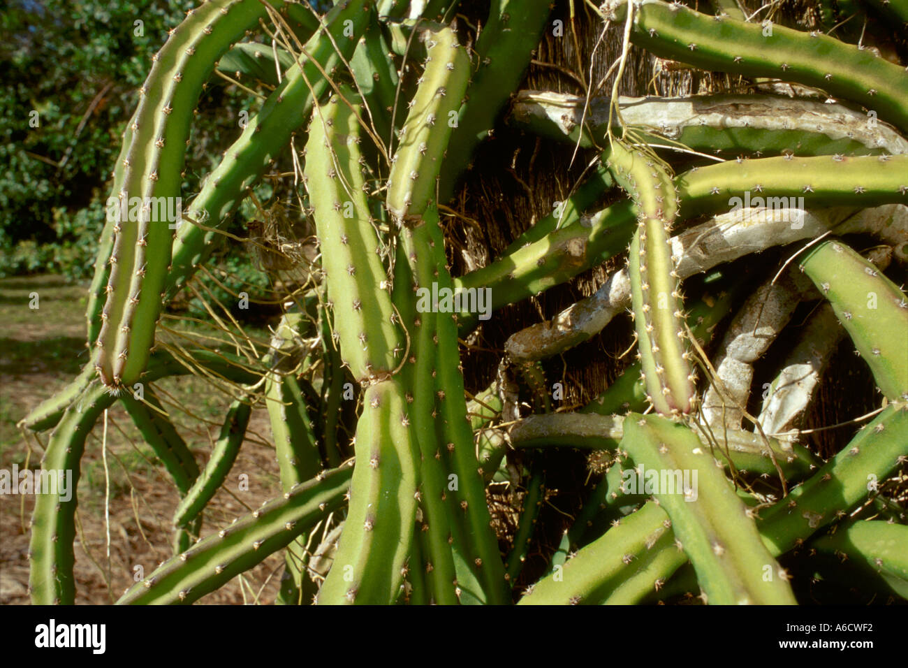 Cactus Selenicereus pteranthus serpent Saint Lucie County Hutchinson Island Banque D'Images