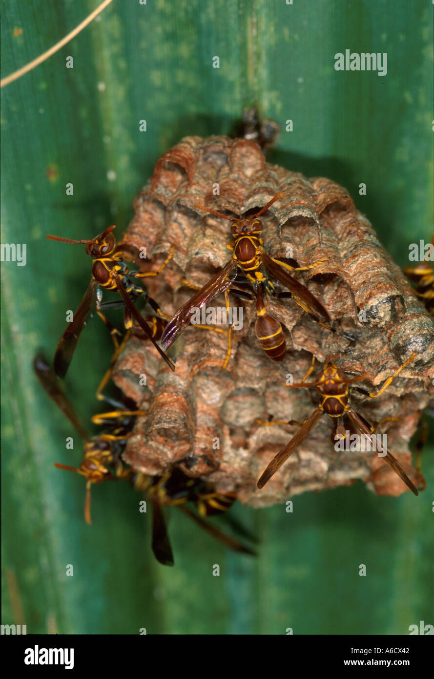 Les guêpes Polistes sp papier bugs insectes Banque D'Images