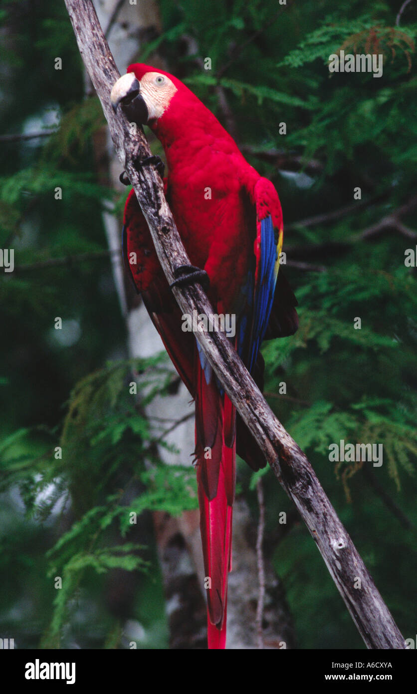 Ara rouge Ara macao dans l'habitat sauvage SEIBAL RUINES CEIBAL GUATEMALA Banque D'Images