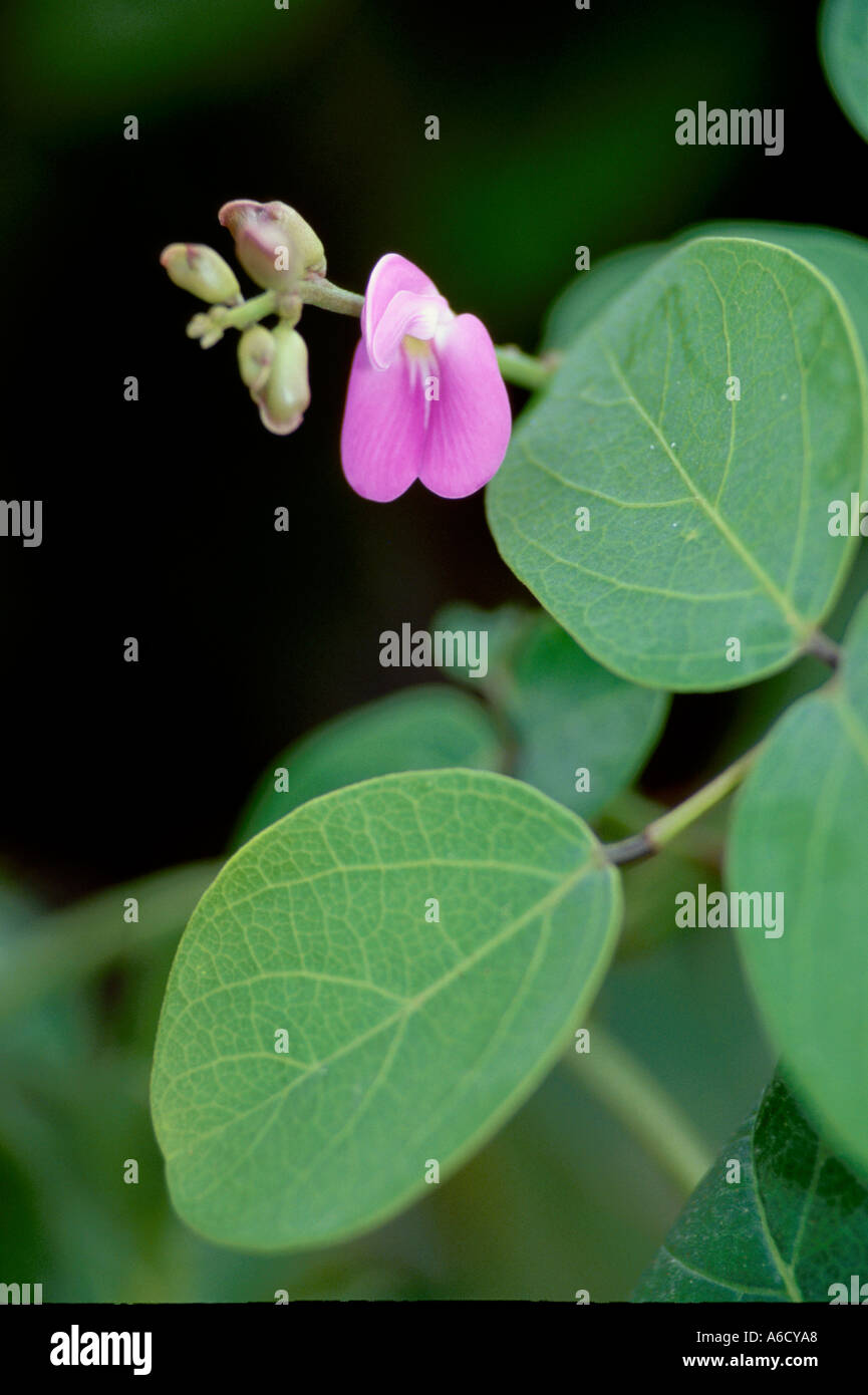 Haricot de mer Canavalia rosea bean bay Saint Lucie County dune plage Banque D'Images