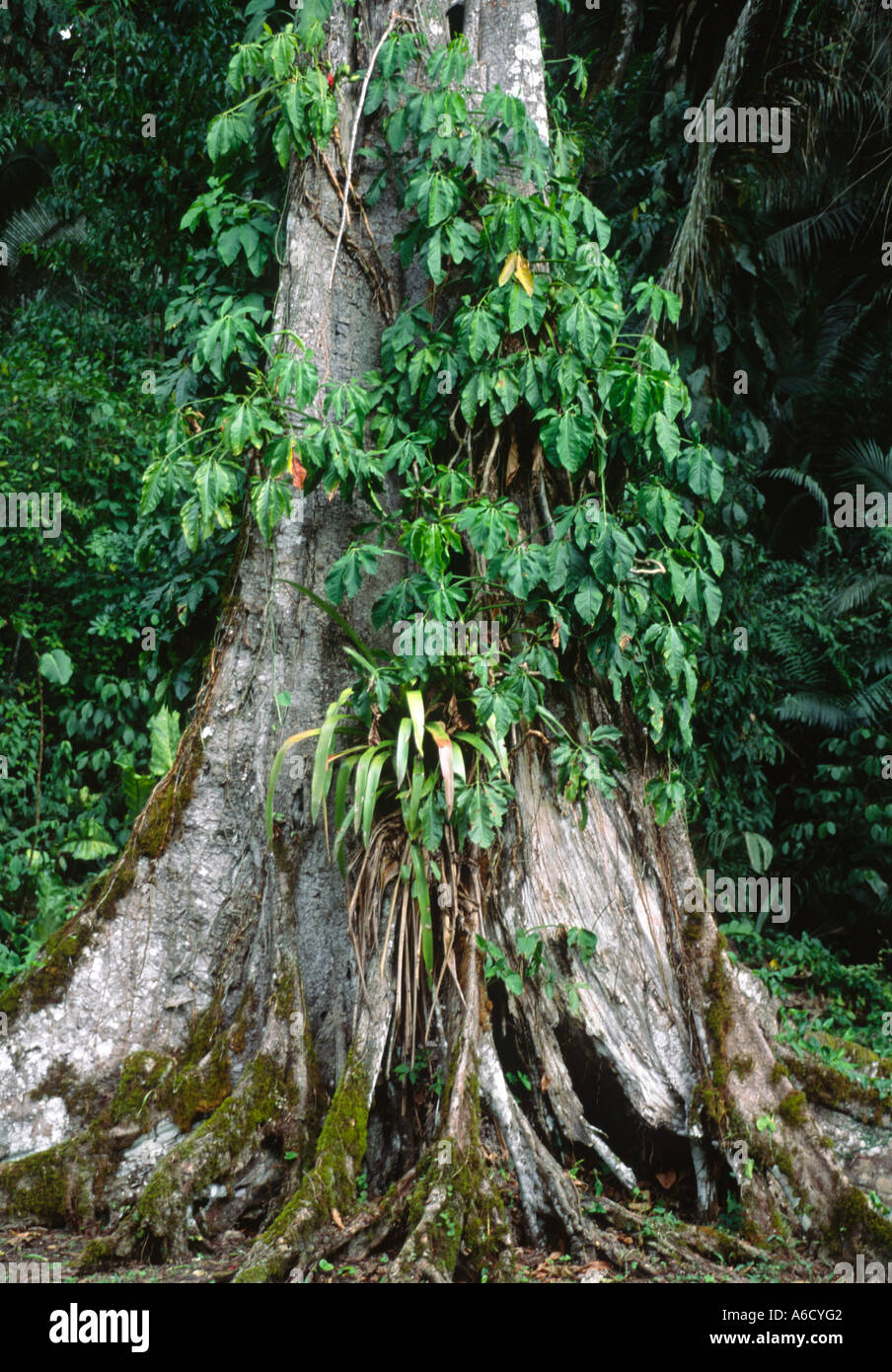 La STRUCTURE A3 et 9 stèle maya Seigneur avec coiffe et barre de cérémonie 849 ANNONCE SEIBAL CEIBAL GUATEMALA RUINES Banque D'Images