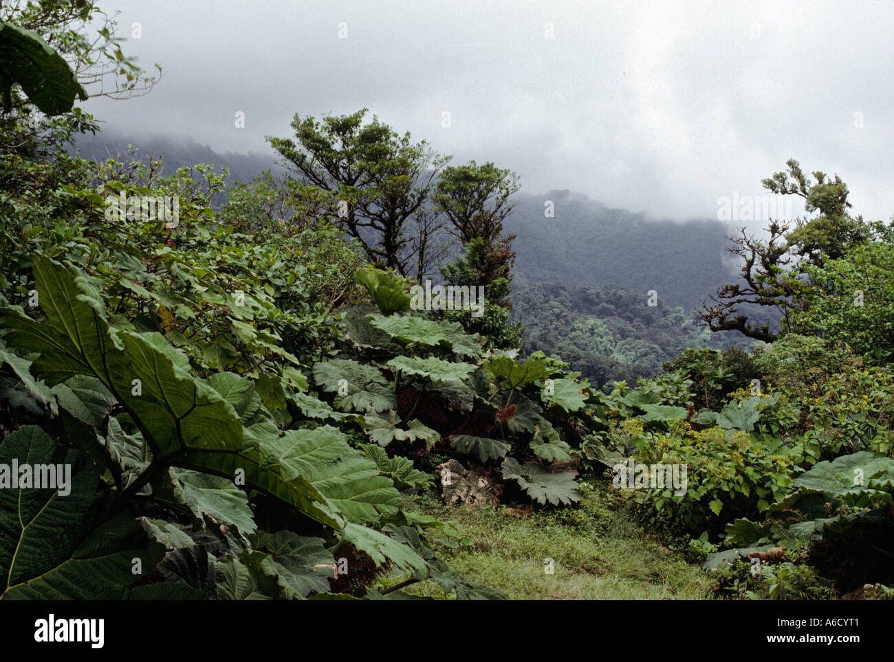 Des oreilles d'éléphant et l'amplitude de la canopée dans la réserve biologique de MONTEVERDE CLOUDFOREST COSTA RICA Banque D'Images