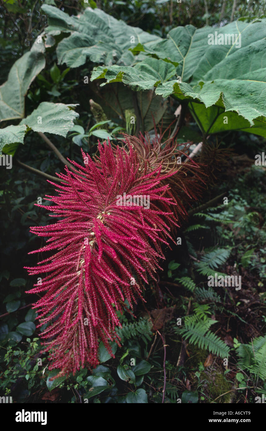 Des oreilles d'ÉLÉPHANT TRROPICAL avec plante fleur rouge dans la réserve biologique de MONTEVERDE CLOUDFOREST COSTA RICA Banque D'Images