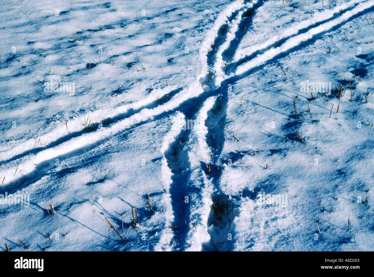 Les pistes dans la neige Banque D'Images