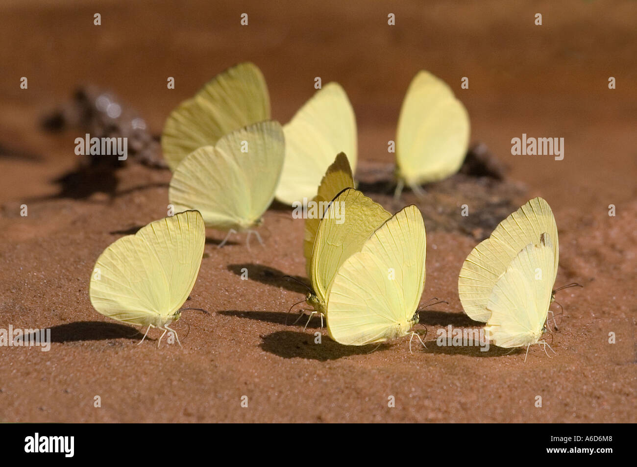 Papillons dans la jungle près de Angkor Wat Siem Reap Cambodge Banque D'Images