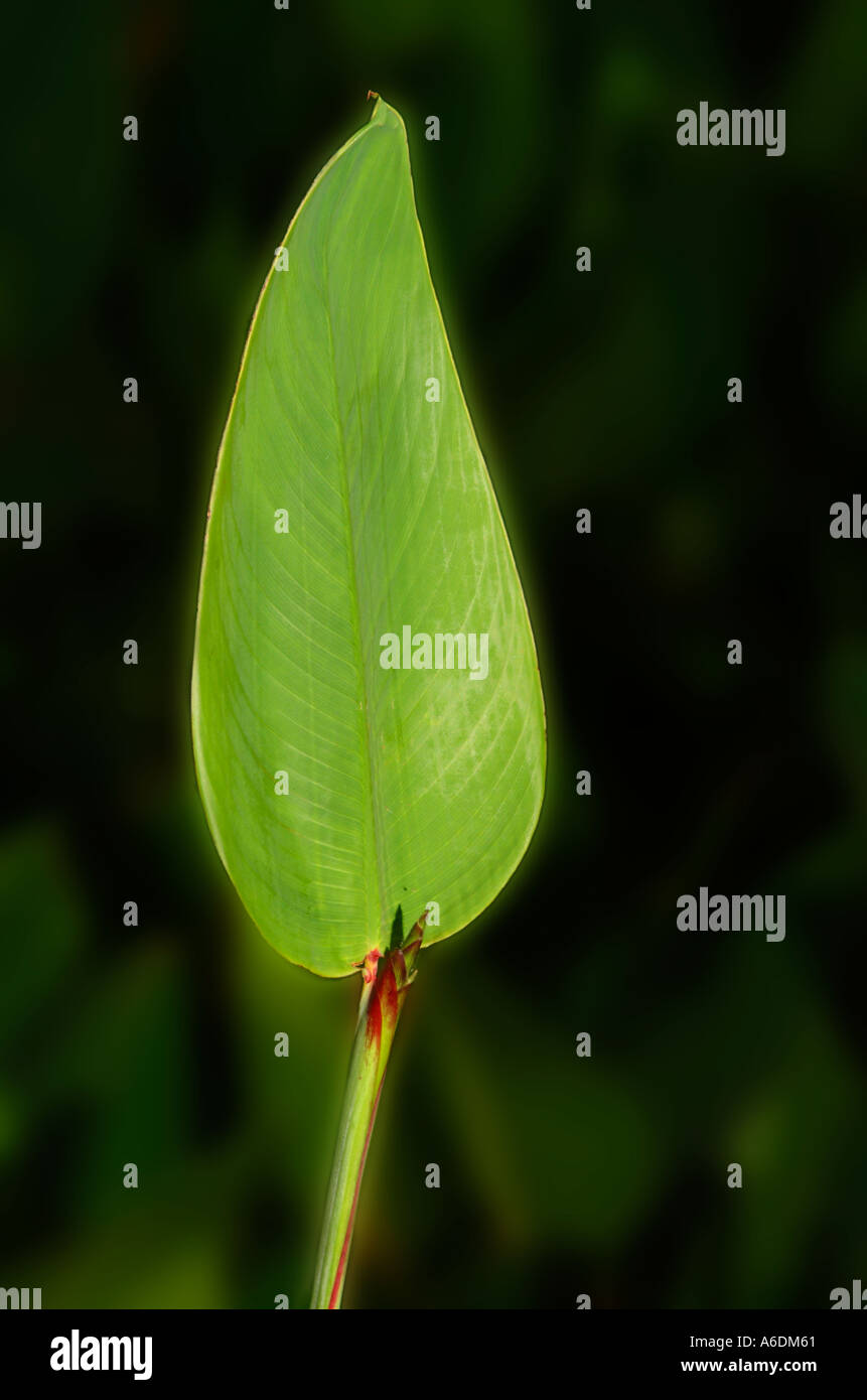 L'arrowroot drapeau alligator fireflag Thalia geniculata leaf Banque D'Images