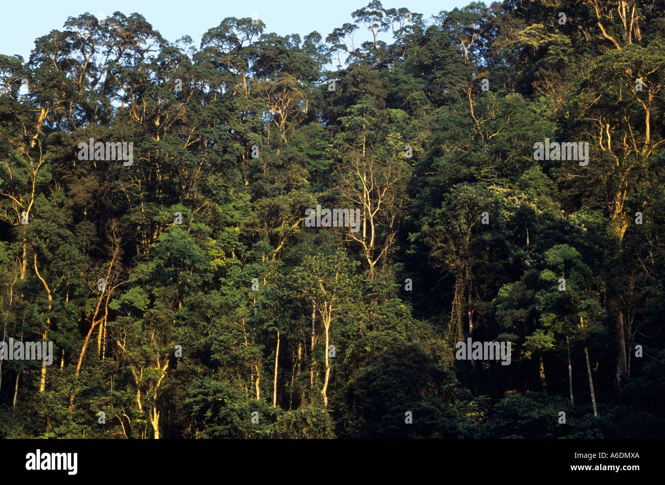 Calcaire karstique de la réserve naturelle de la forêt du Gia Vietnam Ha Giang Province Banque D'Images