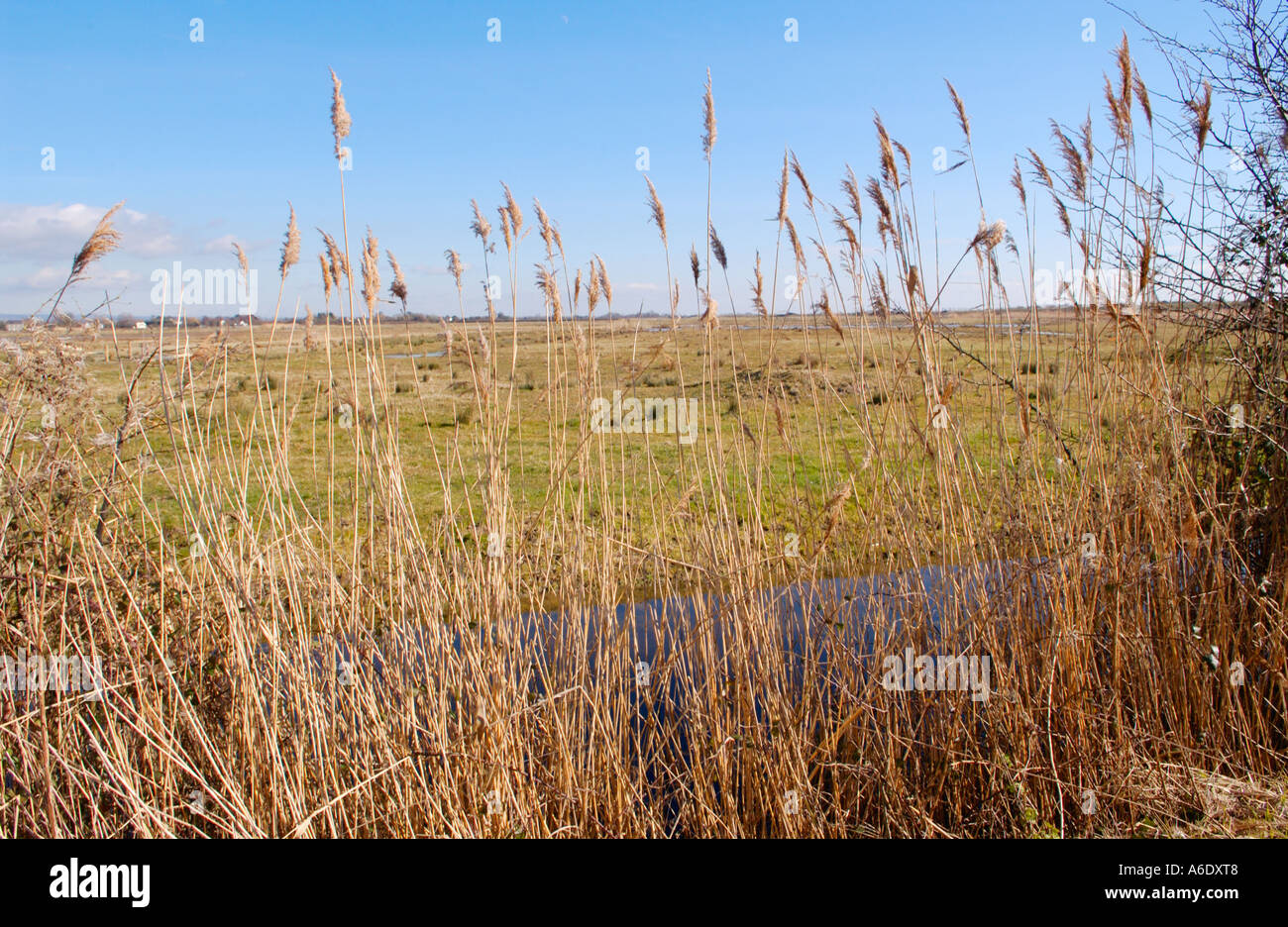 Canal de drainage de roseaux à Newport Wetlands National Nature Reserve South East Wales UK Banque D'Images
