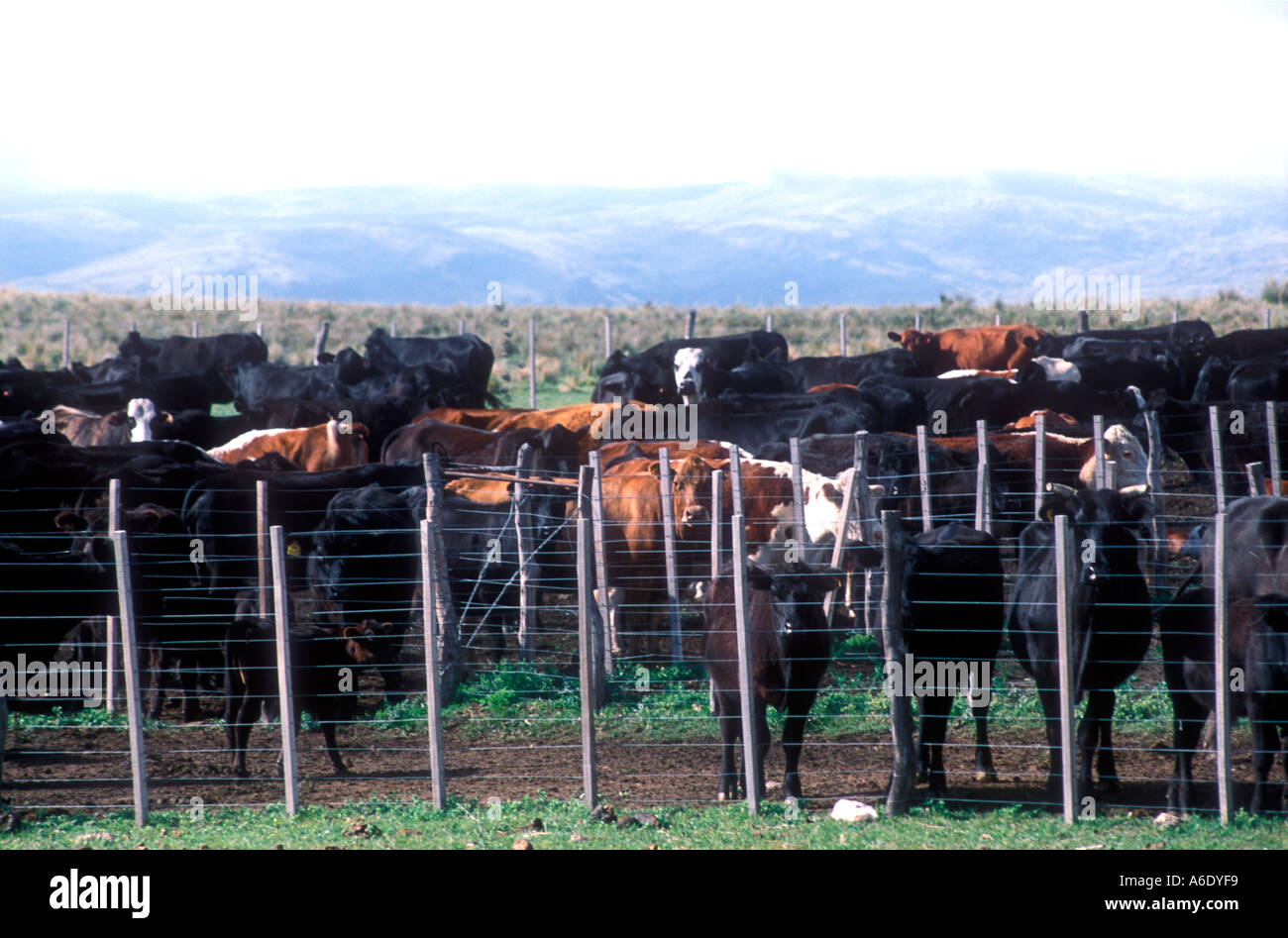 Les travailleurs d'élevage à Cordoba Argentine Banque D'Images