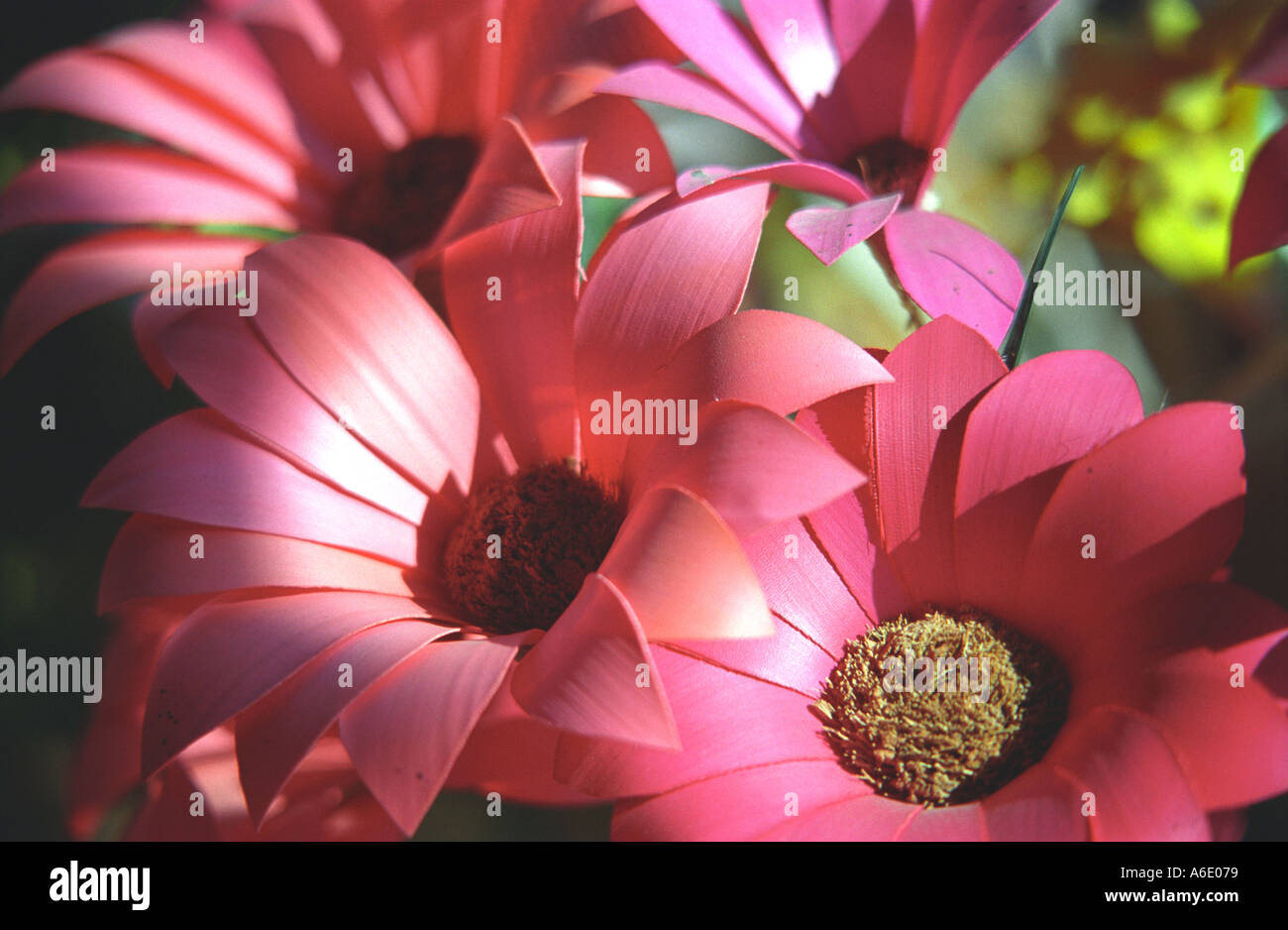 Close Up de fleurs artificielles (Indonésie) Banque D'Images