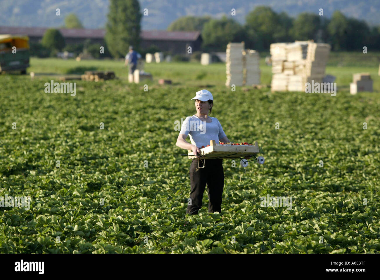 DEU, Mannheim, Allemagne 30.05.2004, une aide au travail de récolte sur une plantation de fraises Banque D'Images