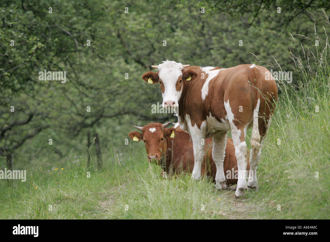 16.06.2005, Heidelberg, DEU, vache on meadow Banque D'Images