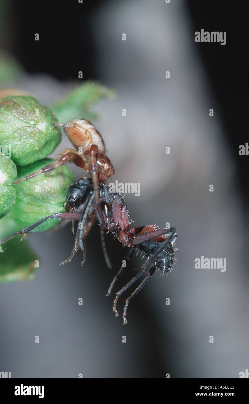 Sinaema avec araignée crabe globosa Camponotus cruentatus proies ant Banque D'Images