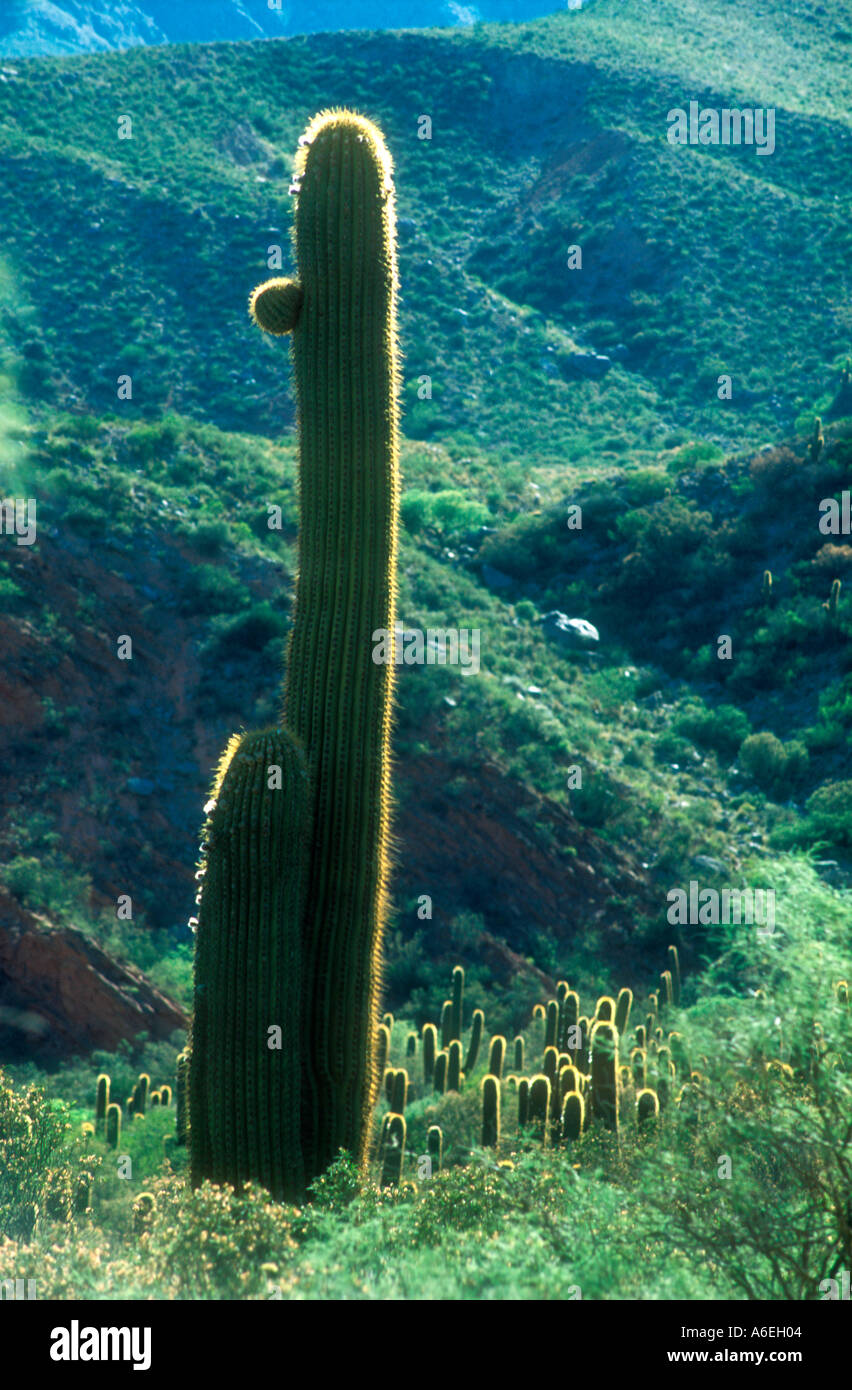 Prepuna d'Argentine montrant Trichocereus pasacana cactus géants cardones Banque D'Images