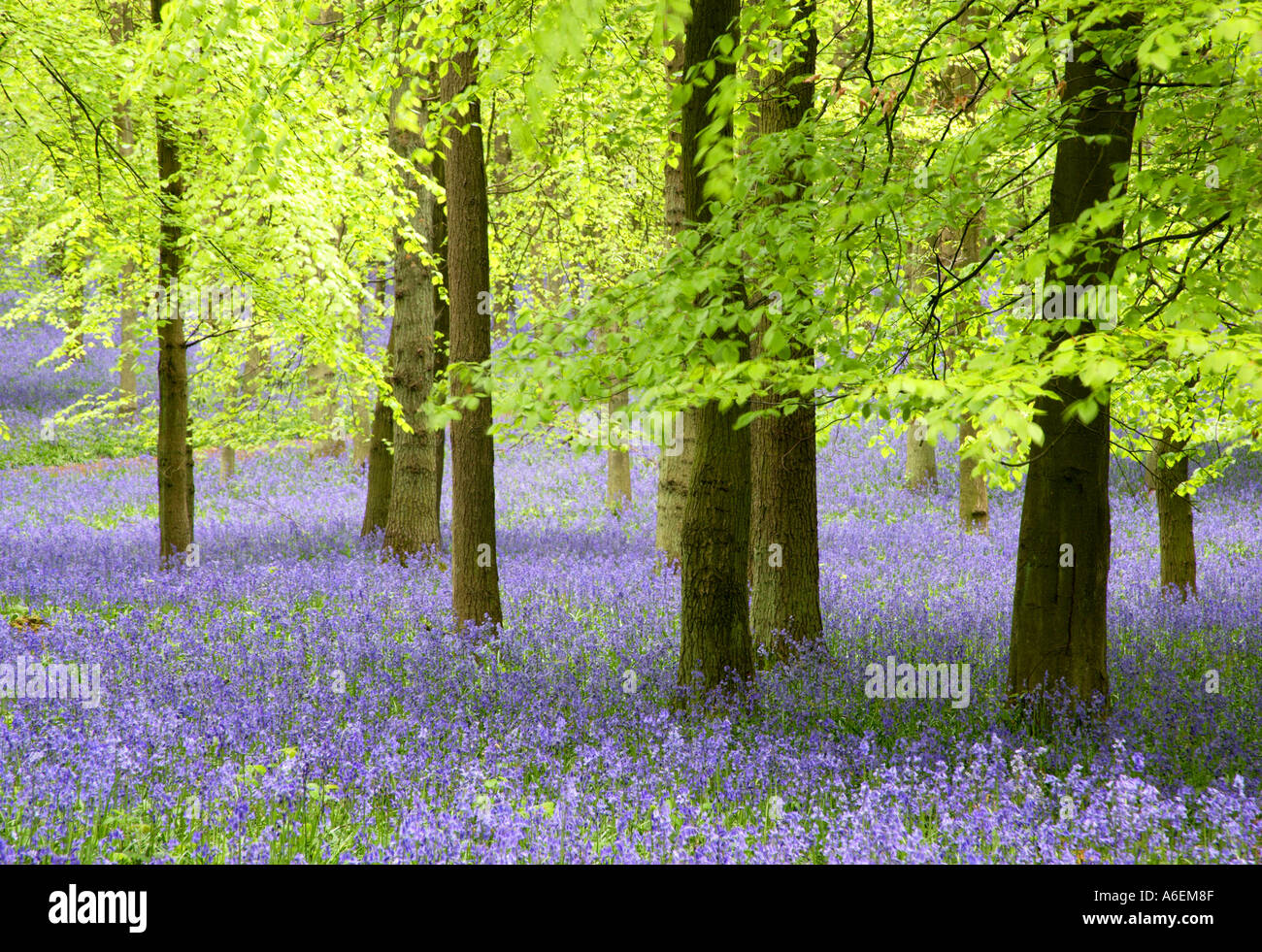 Bois de hêtre avec tapis de jacinthes Ringshall Herts Angleterre Banque D'Images
