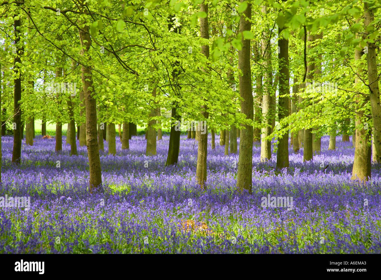 Bois de hêtre avec tapis de jacinthes Ringshall Herts Angleterre Banque D'Images