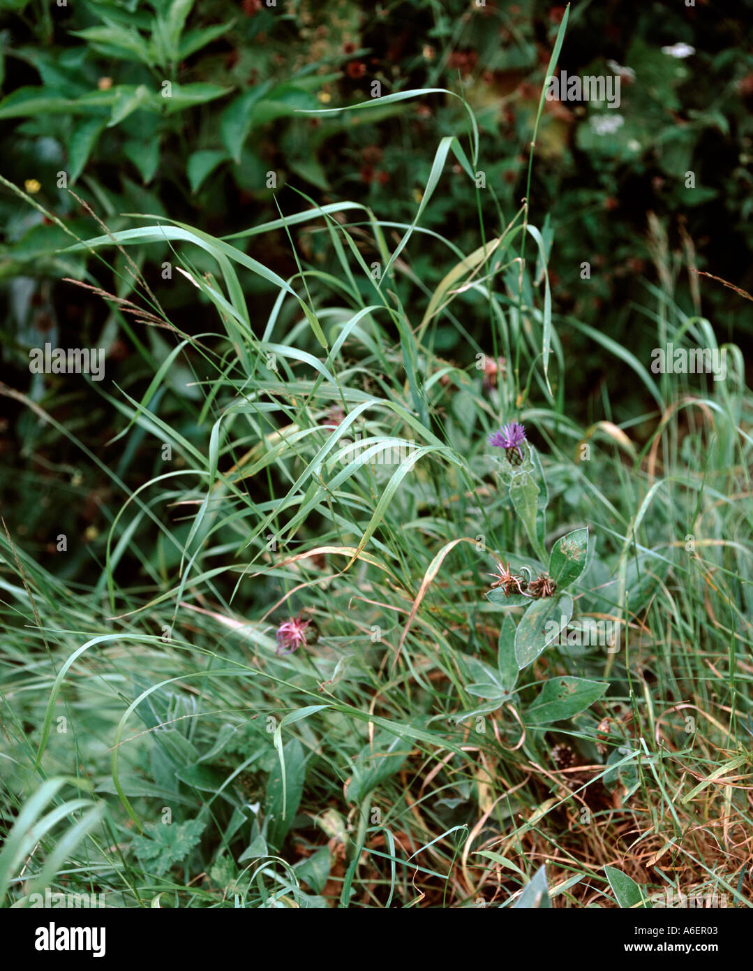 Chiendent Agropyron repens une tenace et les mauvaises herbes vivaces dans une fleur de jardin border Banque D'Images
