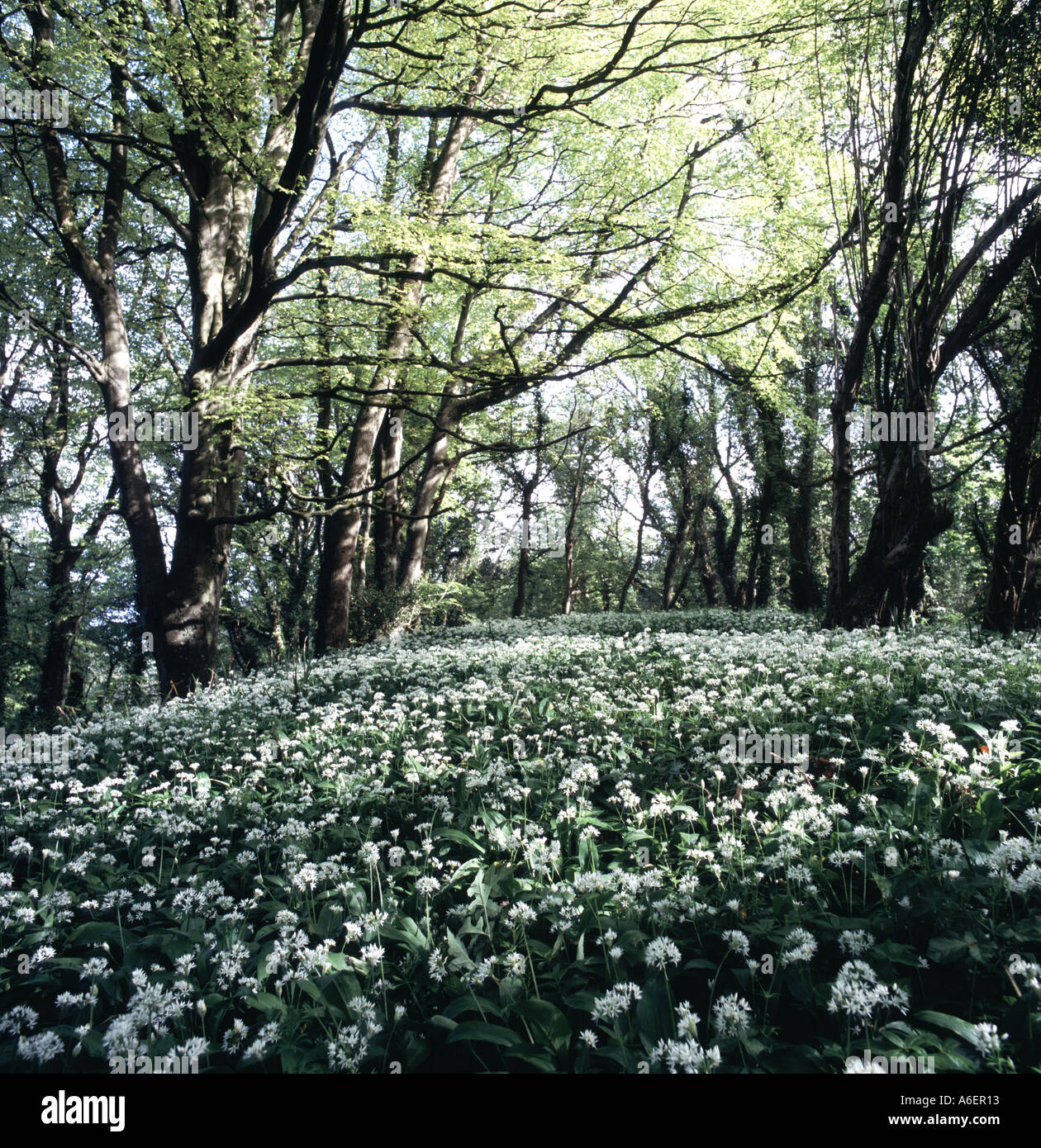 Propagation de l'abondante floraison sous l'ail des bois de hêtre dans le Devon du soleil brillant à travers le feuillage du Printemps de l'auvent Banque D'Images