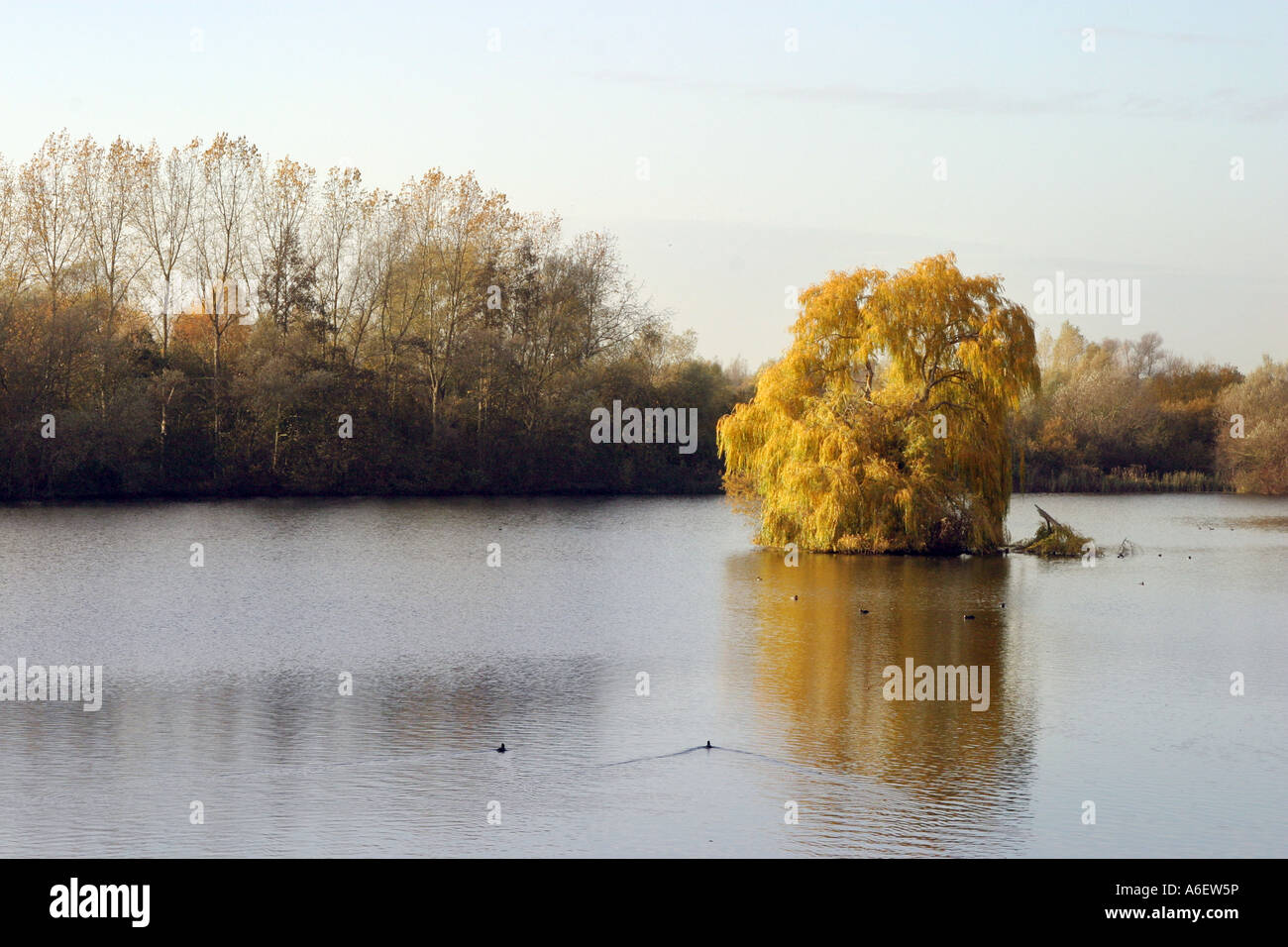 Willow Tree dans le lac au coucher du soleil, Lackford Lacs, Suffolk, UK Banque D'Images