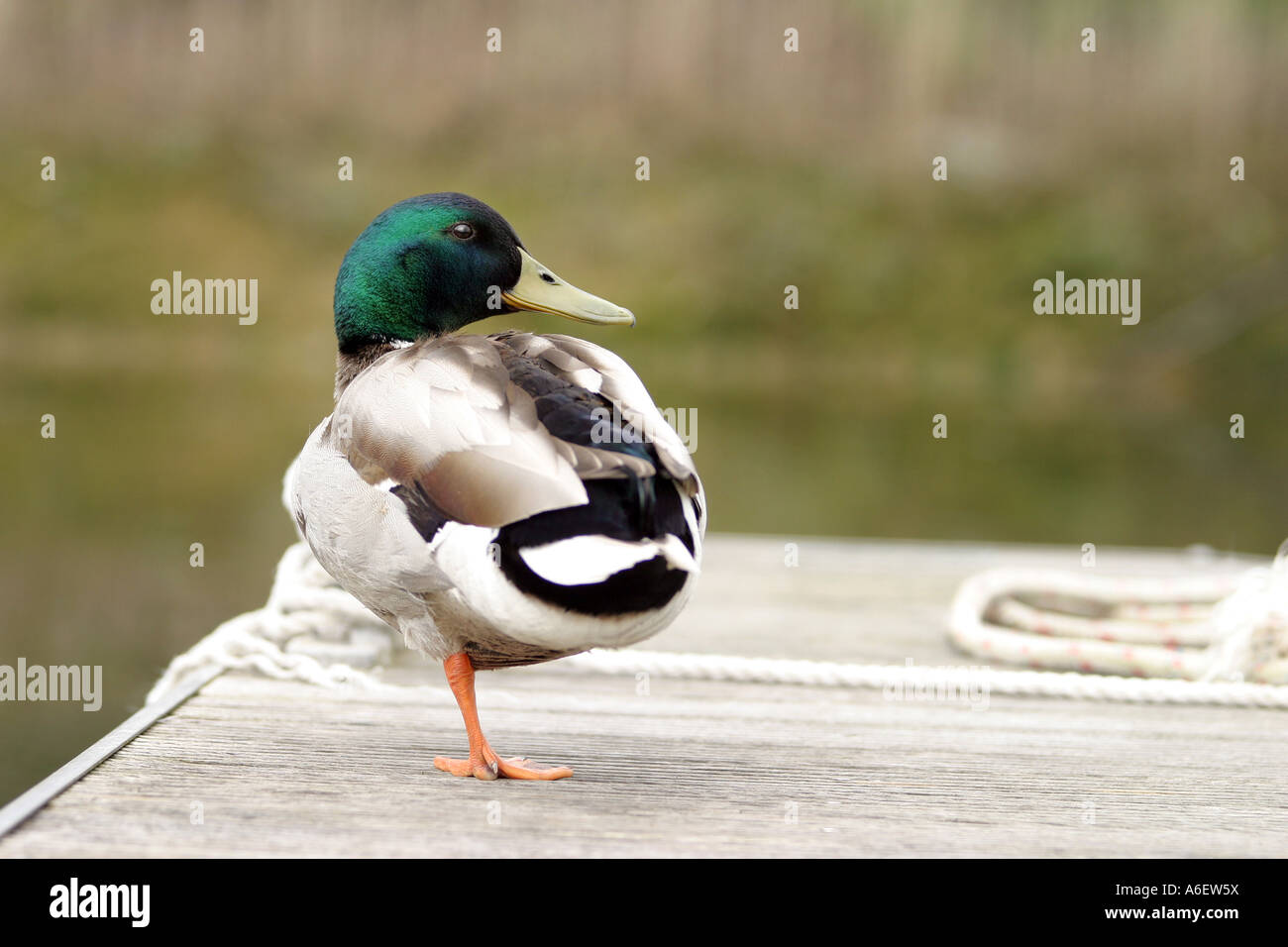 Canard colvert mâle debout sur une jambe Banque D'Images