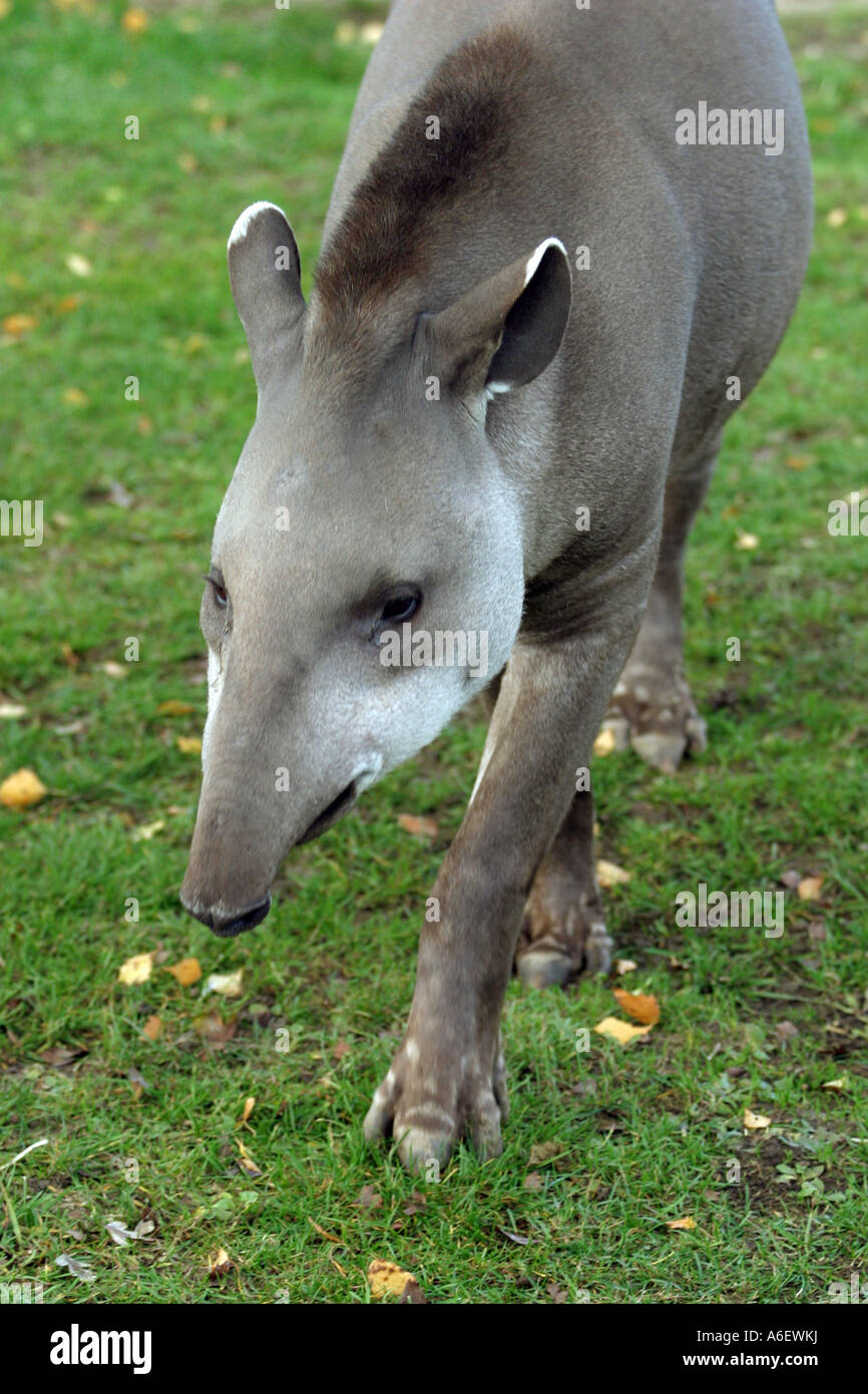 Bairds Tapir, Taperus bairdii Banque D'Images Bairds Tapir, Taperus bairdii Banque D'Images
