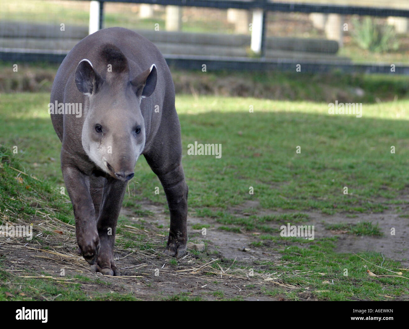 Bairds Tapir, Taperus bairdii Banque D'Images Bairds Tapir, Taperus bairdii Banque D'Images