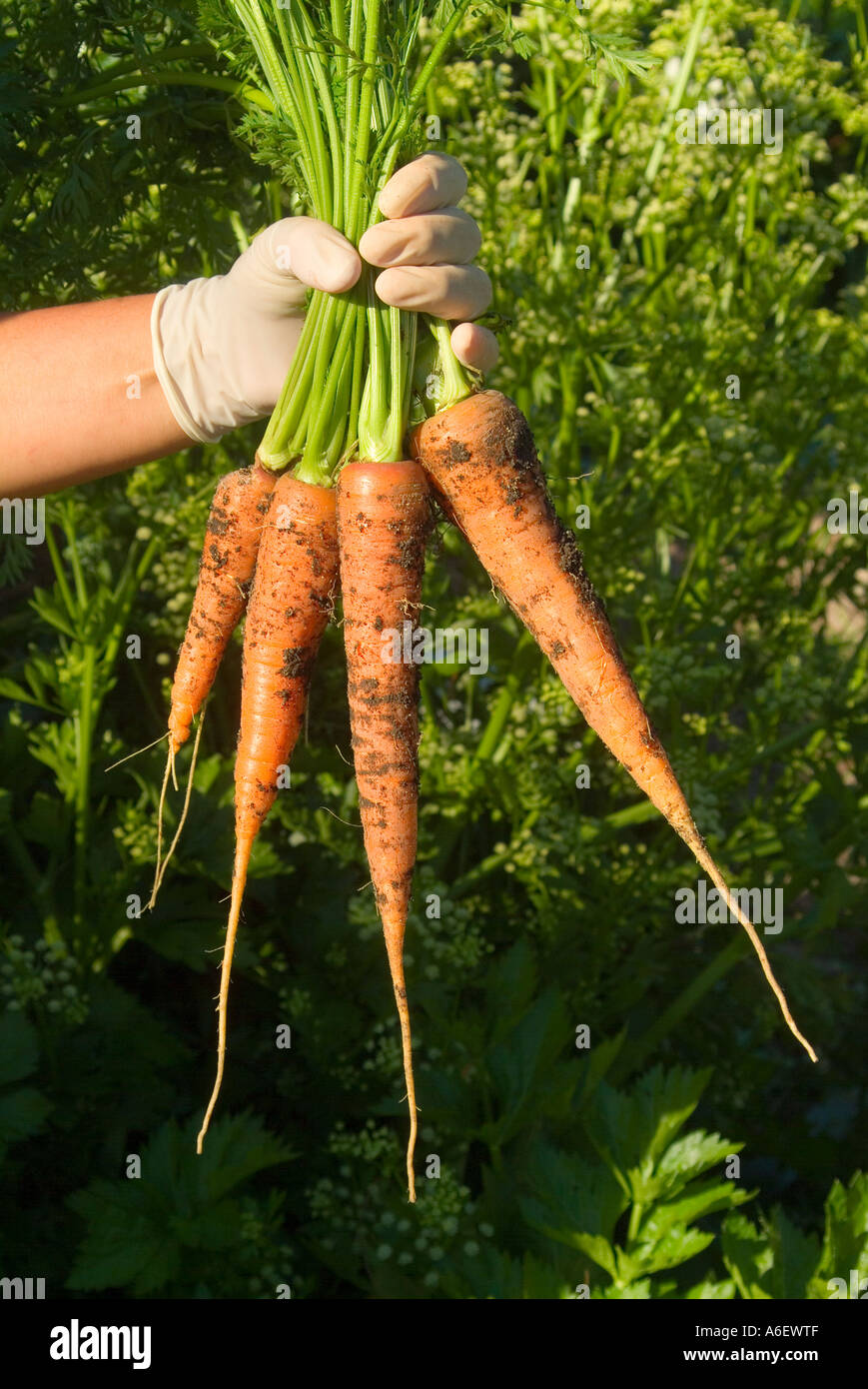 Fraîchement cueilli tas de carottes biologiques Var toutes saisons Banque D'Images