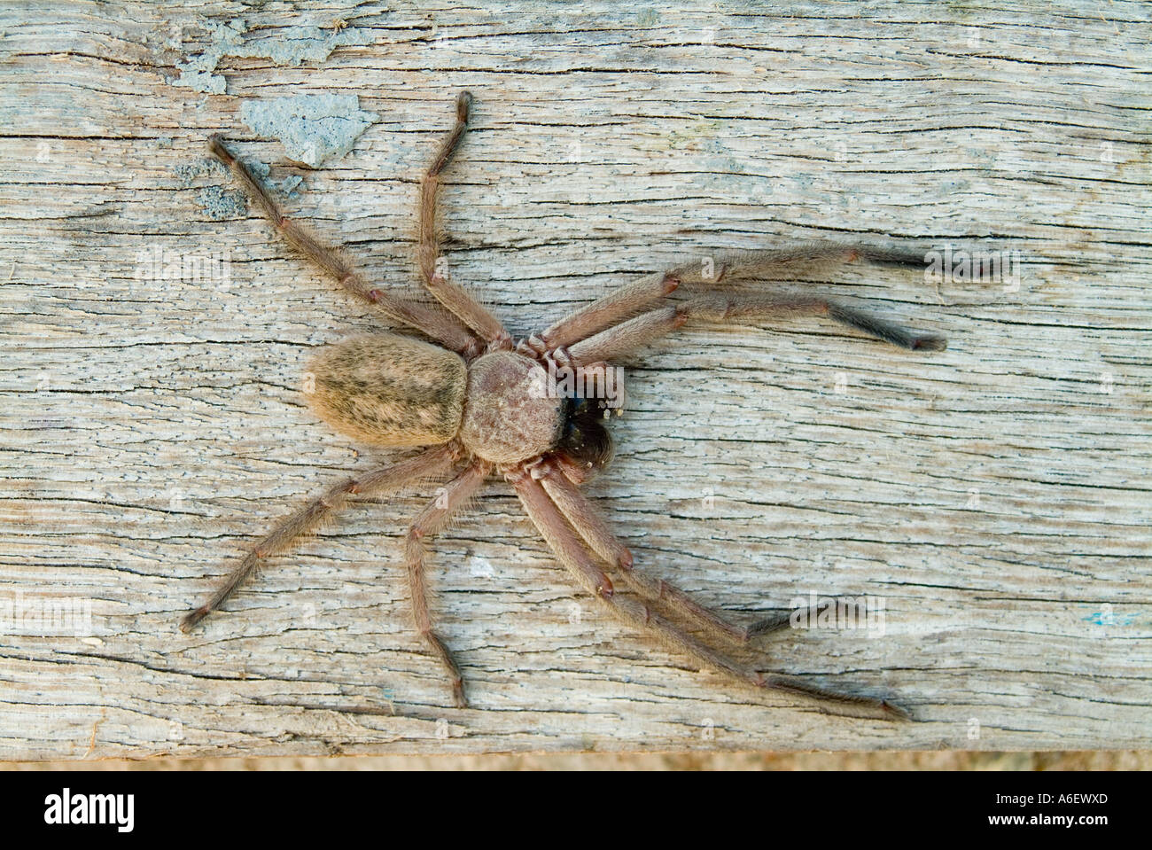 Araignée Huntsman australienne Banque D'Images