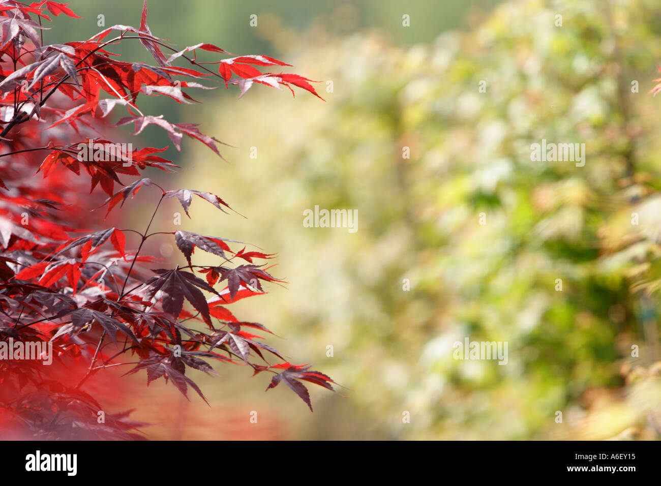 Japanese Maple Tree Banque D'Images