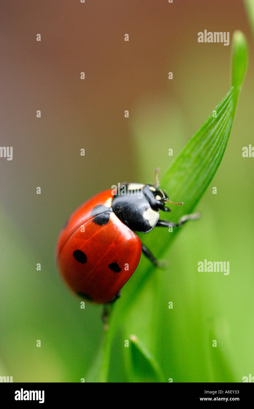 Coccinelle escalade sur le brin d'herbe Banque D'Images