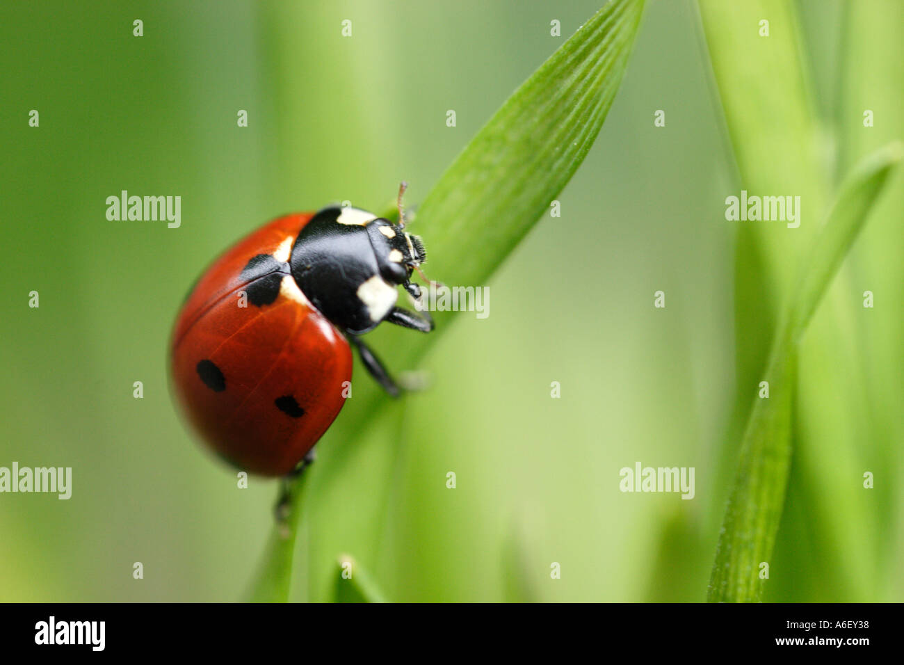 Coccinelle escalade sur le brin d'herbe Banque D'Images