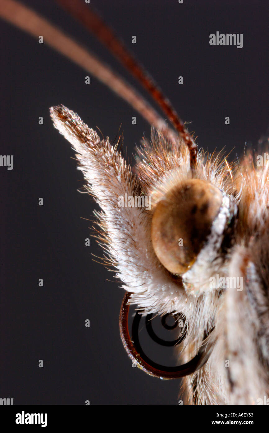 Gros plan extrême de Painted Lady Butterfly Head Banque D'Images
