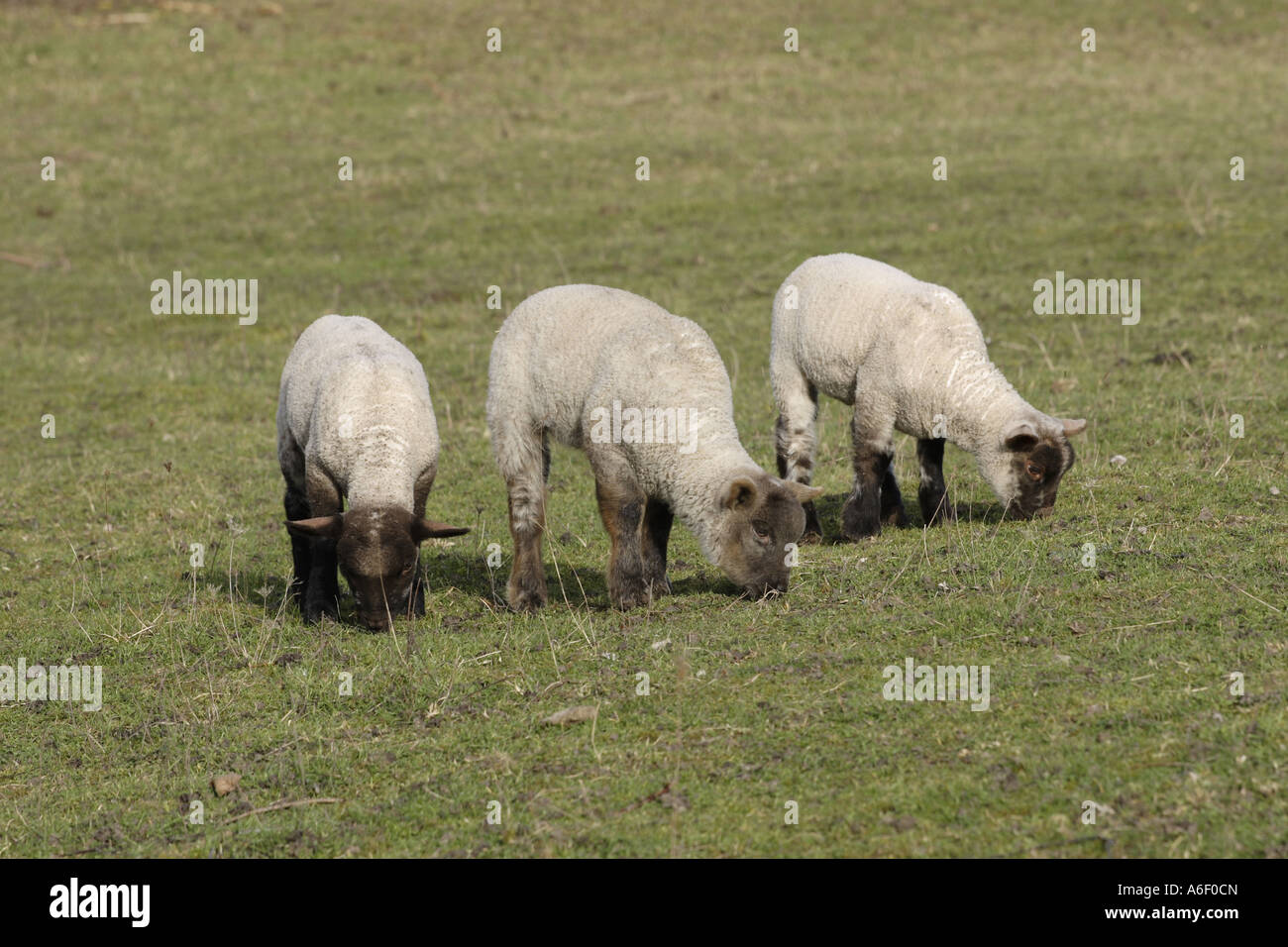 Trois petits moutons Banque D'Images