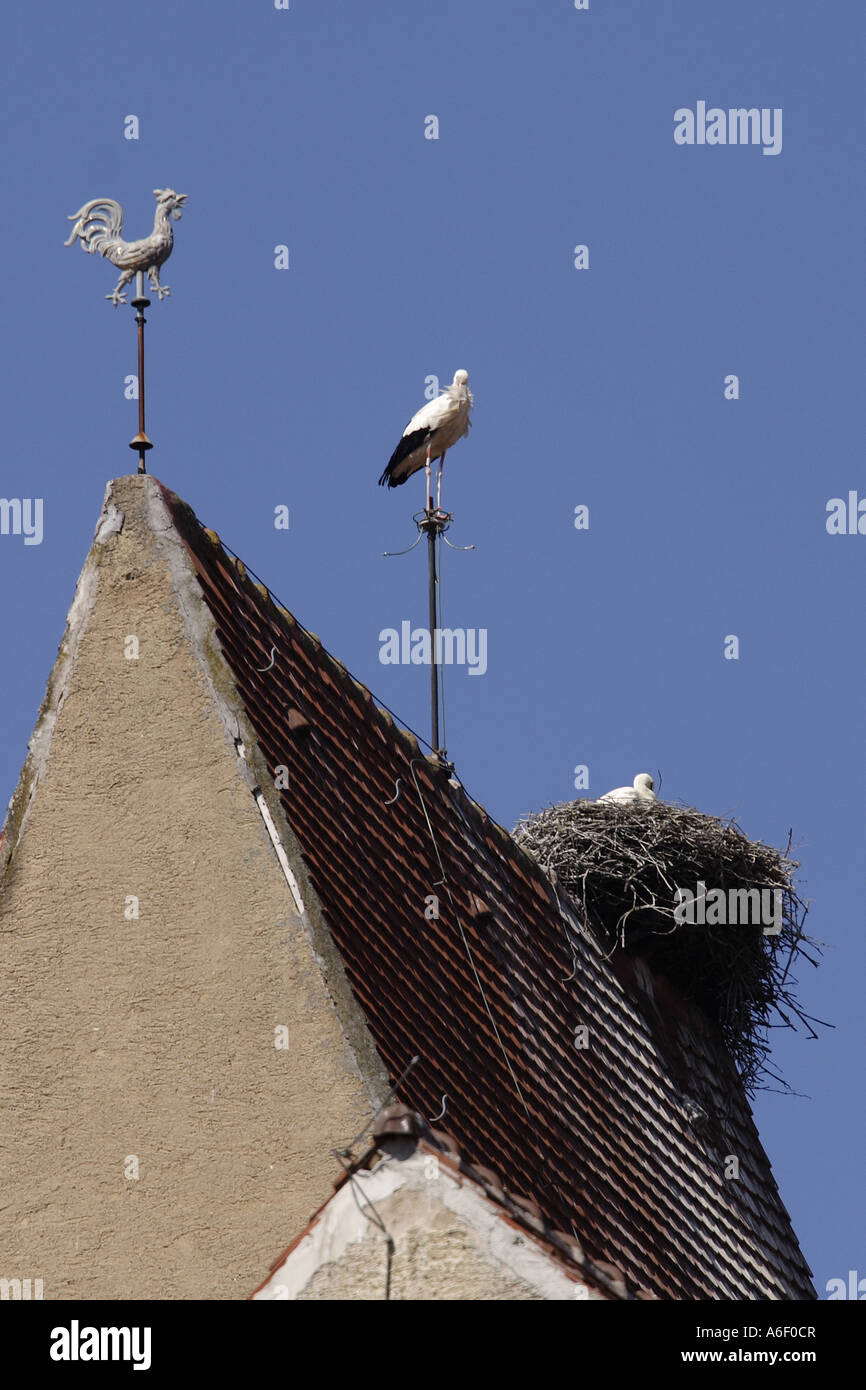 Stork dans le toit Banque D'Images