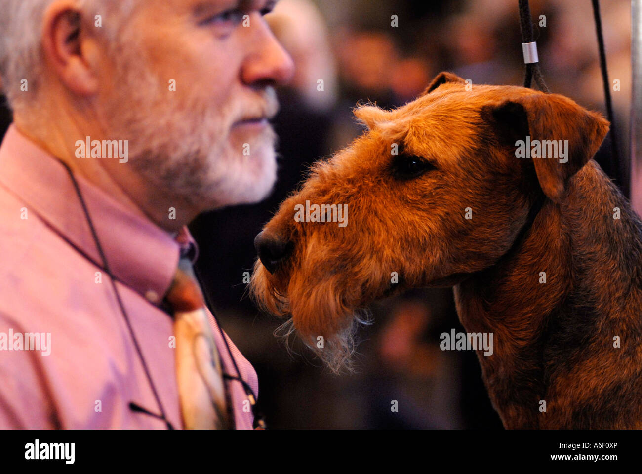 Un Airedale terrier et propriétaire à Crufts 2007 UK Banque D'Images