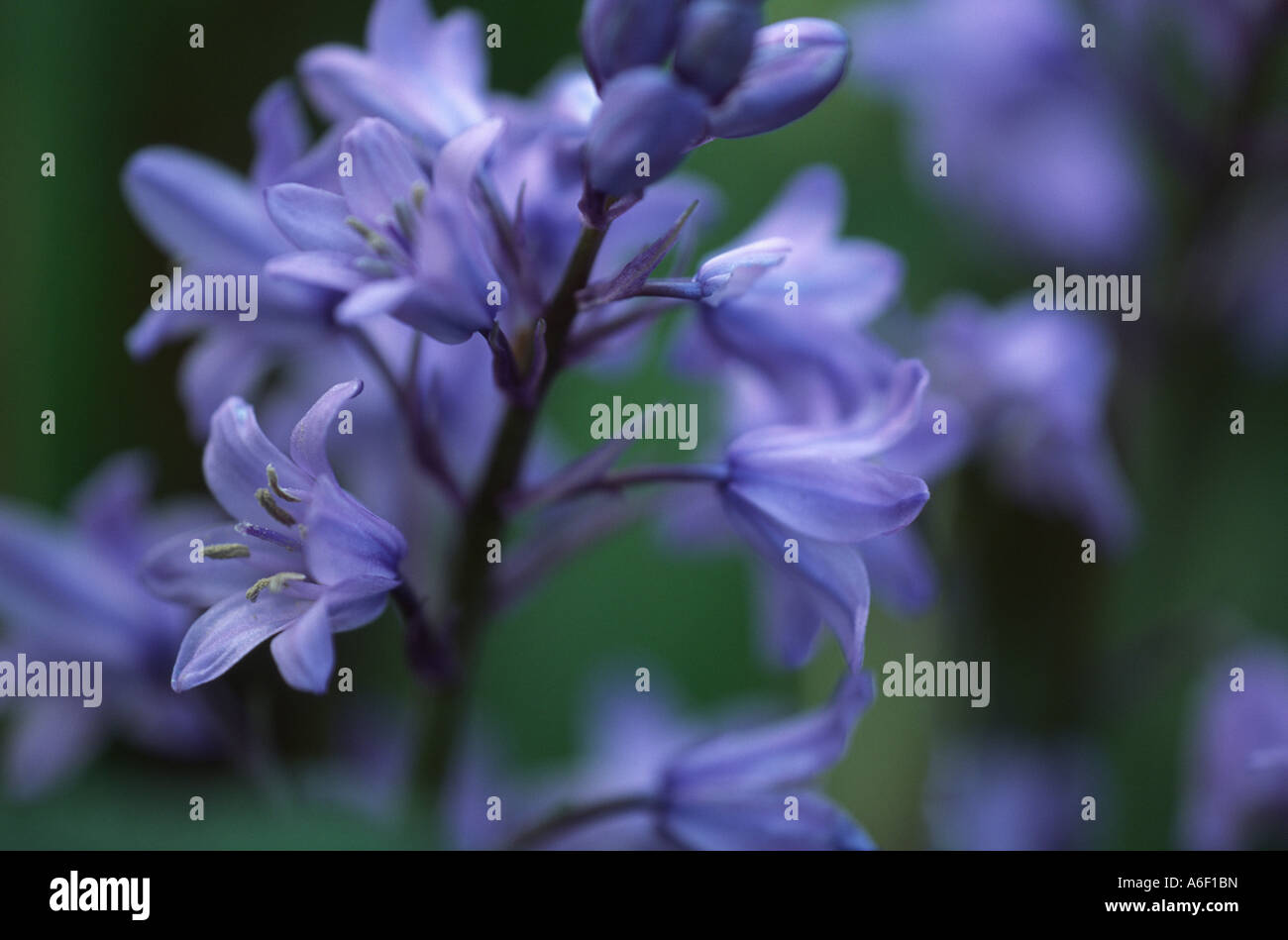Close up of bluebell fleur, printemps au Royaume-Uni. Banque D'Images