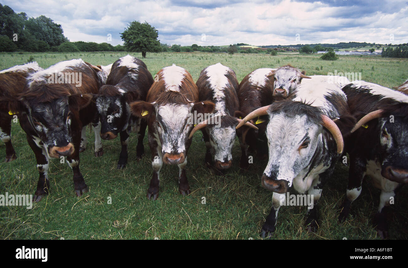 Vaches dans un champ, Enfield, Middlesex, Royaume-Uni Banque D'Images