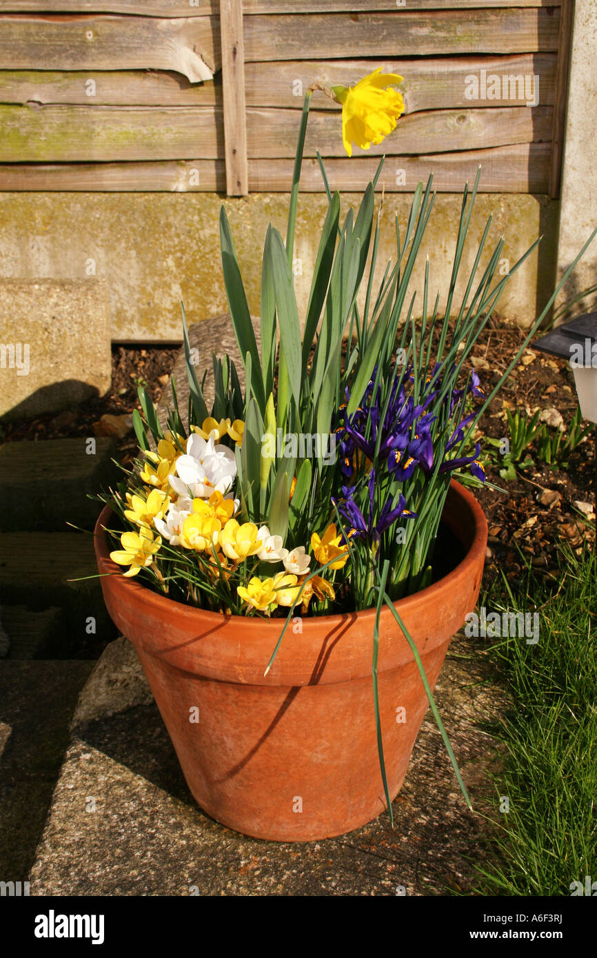 Fleurs de Printemps en pot en terre cuite. Banque D'Images