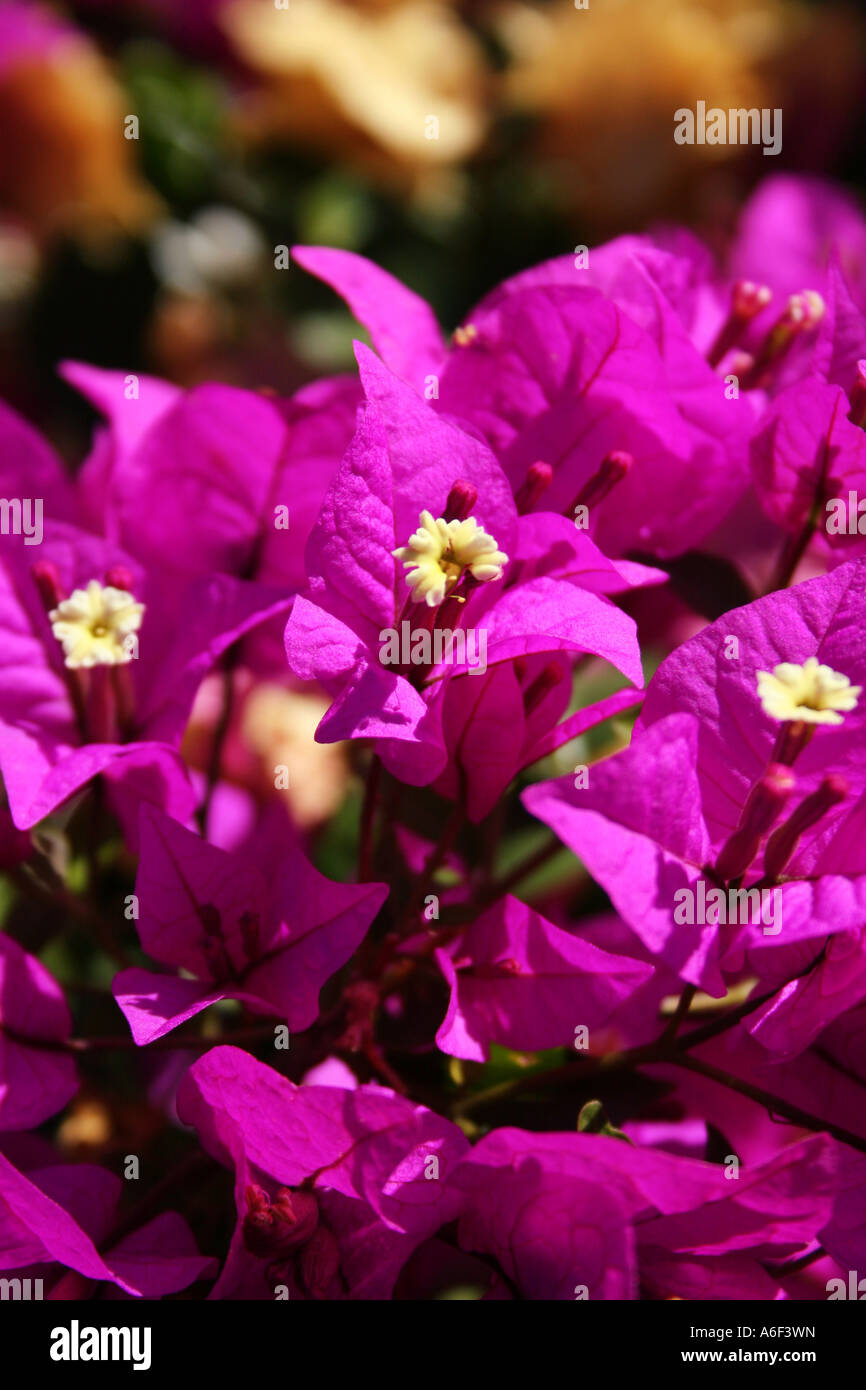 L'HORTICULTURE. BOUGAINVILLEA GLABRA. VARIEGATA. NYCTAGINACEAE. Banque D'Images