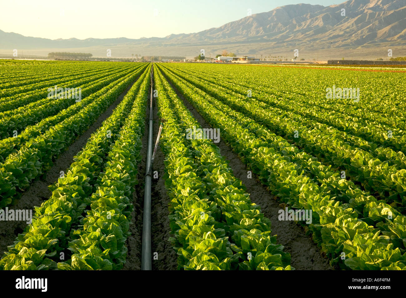 Laitue romaine verte 'organique' growing in field, en Californie Banque D'Images