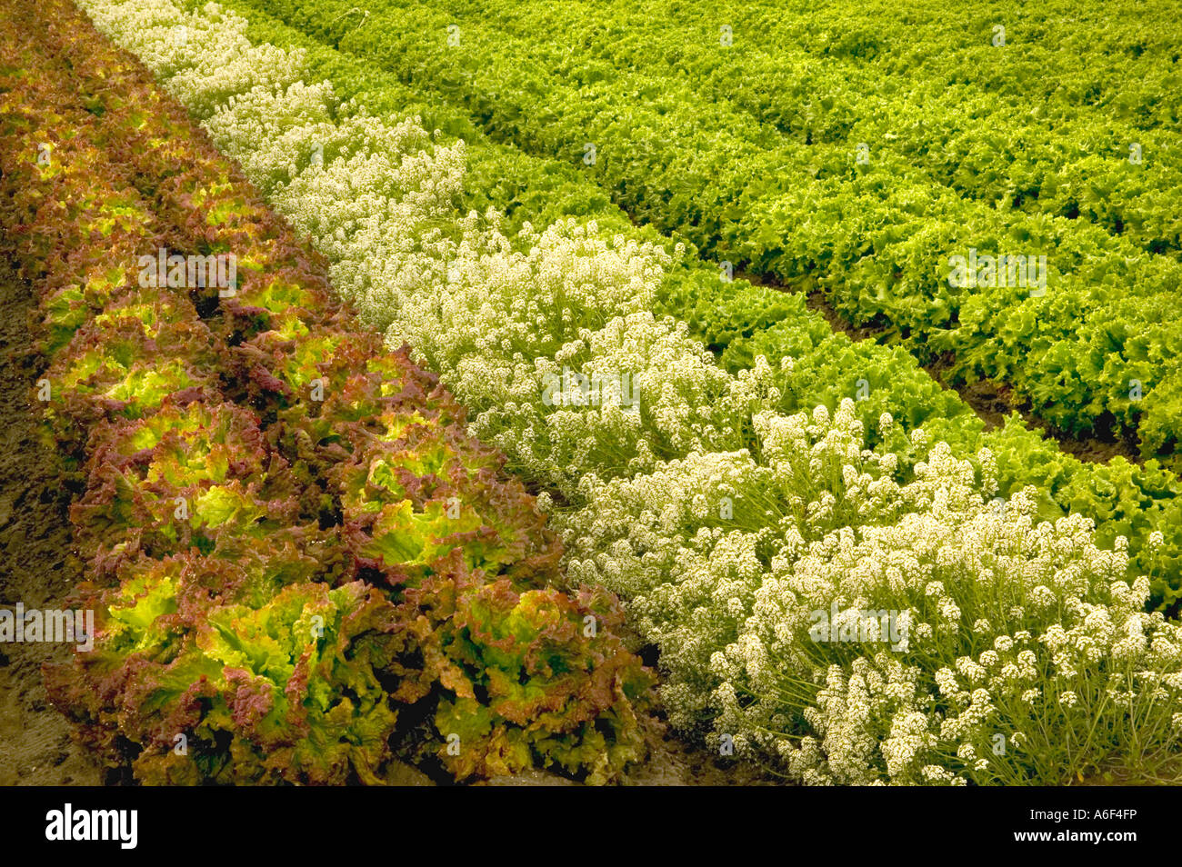 Laitue romaine 'organique' growing in field, Alyssum planté pour contrôler les pucerons, en Californie Banque D'Images