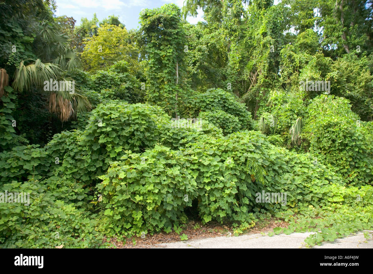 Des vignes de kudzu surprenant des arbres et des buissons indigènes, Floride. Banque D'Images